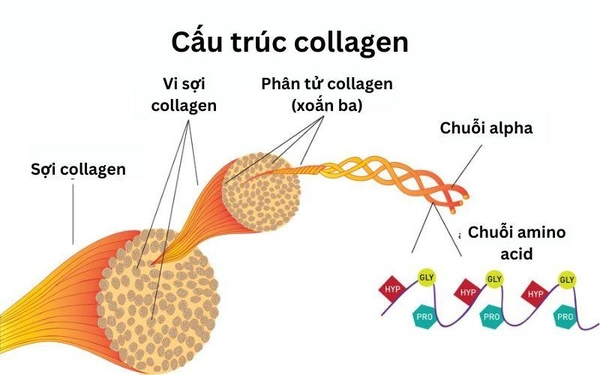 Collagen type III giữ vai trò quan trọng trong việc tái tạo mô mềm và đàn hồi da.