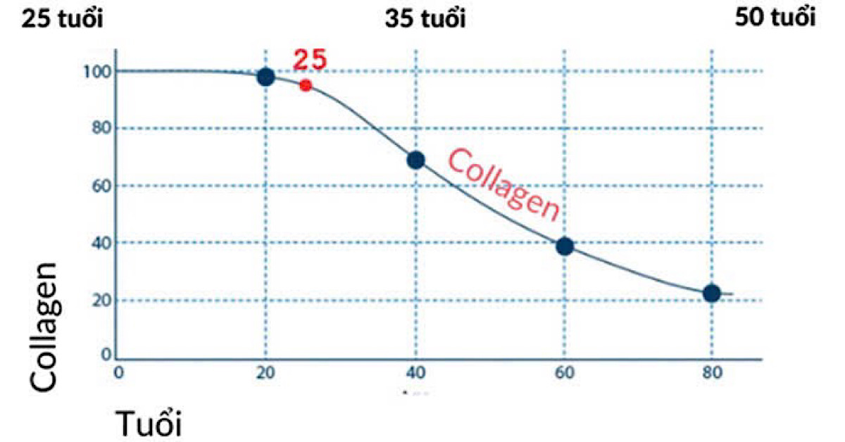 Collagen giảm dần từ tuổi 25 – nguyên nhân chính gây lão hóa da
